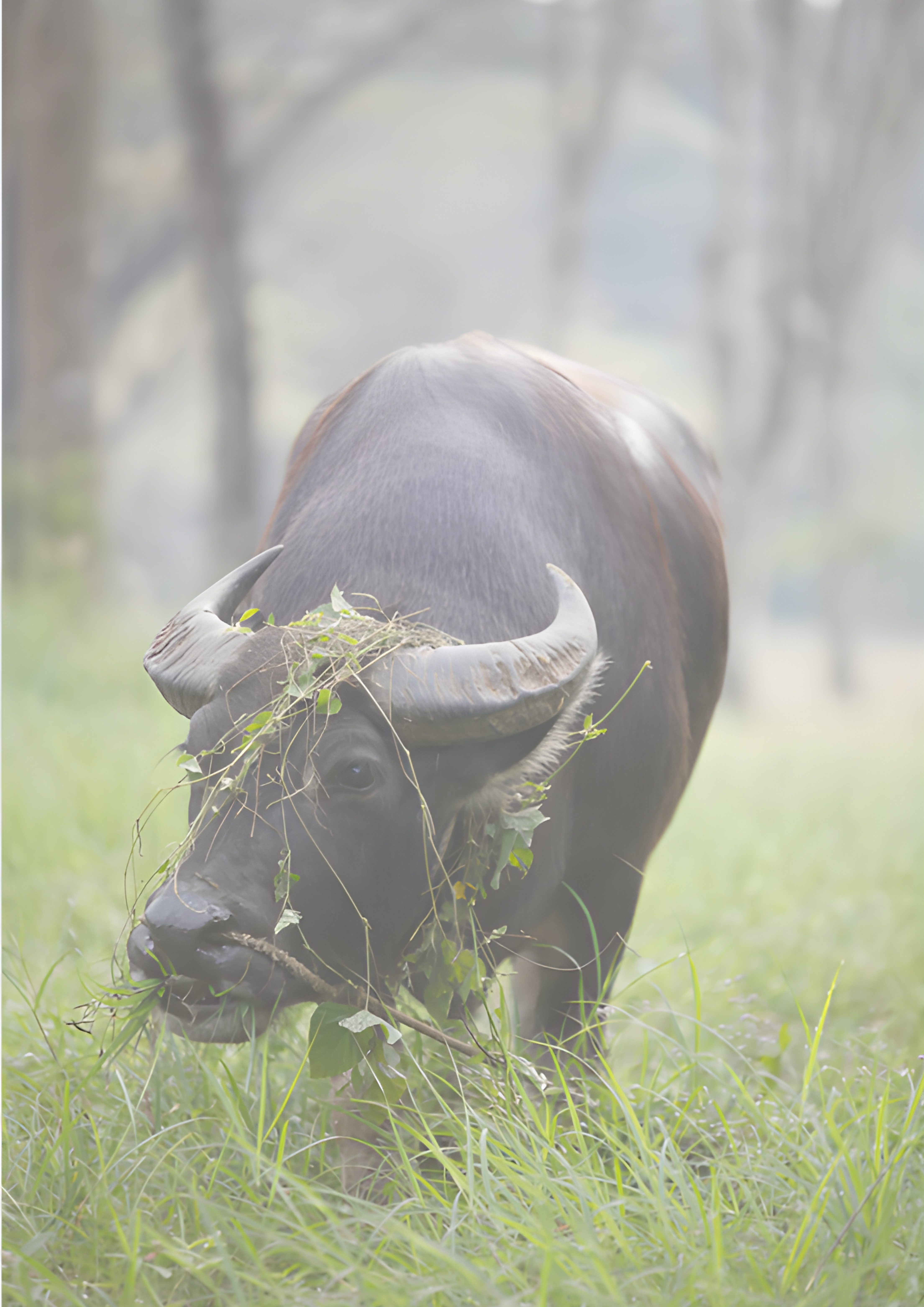 Carabao Ride